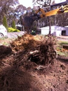 Tree Stump Removal